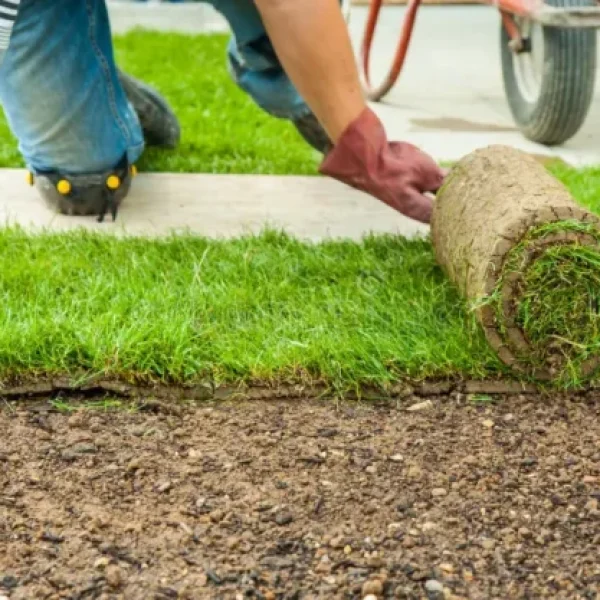 cropped-jardinera-de-jardineria-tendiendo-caldo-para-el-nuevo-cesped-poniendose-178995121.jpg.webp